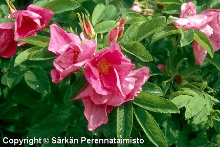 Rosa Rugosa-Ryhmä 'Sipi'